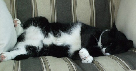 cats, of course 019 (2)