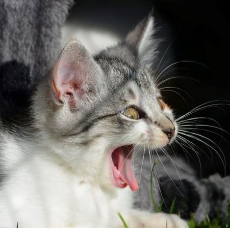 cat yelling