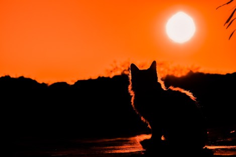 sunset and cat