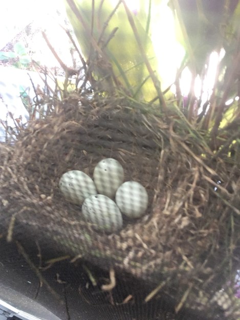 four eggs 5-29-18