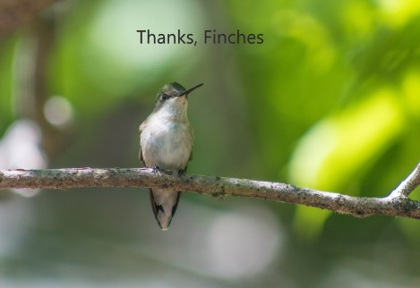 thanks finches