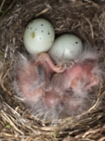 6-7-18 6-44pm - two eggs again