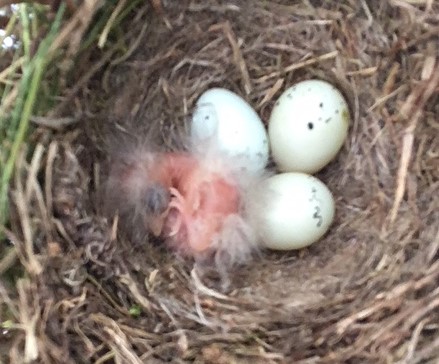 finch napping 6-5-18