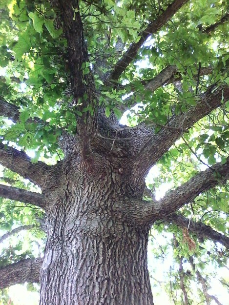 tree - Tanglewood