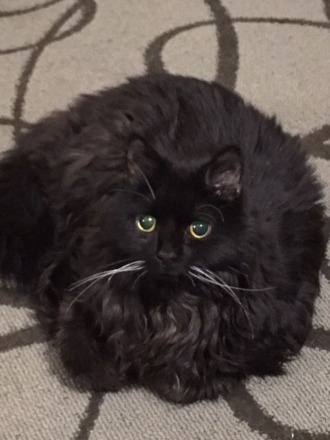 Buddy at the hotel 2