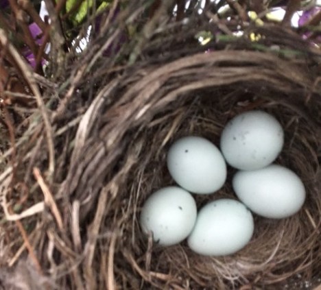 finch eggs 5-10-19