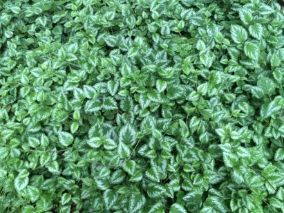 green and white leaves