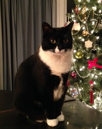 Livy and the Christmas tree - 12-13-15 - 12