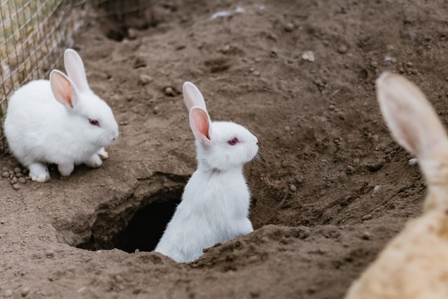 rabbits in hole - Sincerely Media on Unsplash
